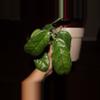 plant/Hoya Villosa-1-thumbnail