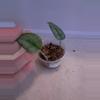 plant/Scindapsus Curlew!-0-thumbnail