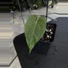 plant/Tezula Anthurium Carla BVEP Butt Cut Rehab-0-thumbnail