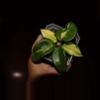 plant/Hoya Carnosa Brazil-0-thumbnail