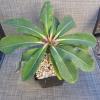 plant/Euphorbia viguieri v ankarafantsiensis in 1 gallon-0-thumbnail