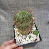 plant/Euphorbia tubiglans x horrida in 1 gallon-0-thumbnail