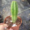 plant/Trichocereus js444 x pachanoi in 6"-0-thumbnail