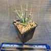 plant/Leuchtenbergia principis in 5"-0-thumbnail