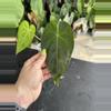 plant/Tezula Anthurium Rioclarense x Pap Ree Gardens Clone-0-thumbnail