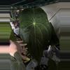 plant/Tezula Anthurium Rioclarense x Pap Ree Gardens Clone-1-thumbnail