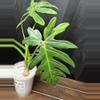 plant/Philodendron Radiatum Variegated-0-thumbnail