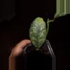 plant/Hoya Waymaniae “Cloudy Sky”-1-thumbnail