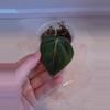 plant/Variegated Melano!-0-thumbnail