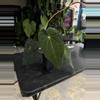 plant/Tezula Anthurium Carla BVEP-0-thumbnail