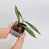 plant/Hoya Bamboo Silver-0-thumbnail