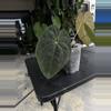 plant/Anthurium Wuhoo First Night  x RC Port-1-thumbnail