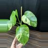 plant/Monstera Aurea-1-thumbnail