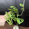 plant/Monstera Adansonii Indo Mint-0-thumbnail