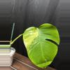 plant/Monstera Aurea-1-thumbnail