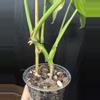 plant/Monstera Aurea-3-thumbnail