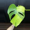 plant/Monstera Aurea AR80-2-thumbnail