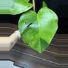 plant/Monstera Green on Green-1-thumbnail