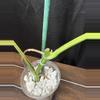 plant/Monstera Aurea-2-thumbnail