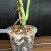 plant/Monstera Albo-3-thumbnail