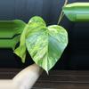 plant/Monstera Aurea AR80-1-thumbnail