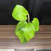 plant/Monstera Green on Green-0-thumbnail