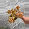 plant/4inch-0-thumbnail