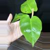 plant/Monstera Green on Green-3-thumbnail