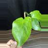 plant/Monstera Green on Green-2-thumbnail