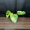 plant/Monstera Aurea AR80-0-thumbnail