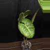plant/Philodendron El Choco x Var. Billie-0-thumbnail