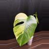plant/Monstera Aurea-0-thumbnail