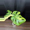 plant/Monstera Pom Pom-0-thumbnail