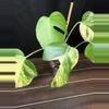 plant/Monstera Aurea-2-thumbnail