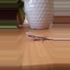 plant/Pepper - Crested gecko, high potential!-0-thumbnail