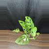 plant/Monstera Adansonii Indo Mint-1-thumbnail
