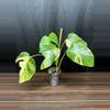 plant/Monstera Aurea-0-thumbnail
