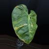 plant/Philodendron El Choco x Var. Billie-2-thumbnail