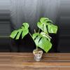 plant/Monstera Albo-1-thumbnail