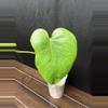 plant/Monstera Silver Star-1-thumbnail