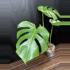 plant/Monstera Albo-2-thumbnail
