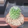 plant/Mammillaria beneckii in 6"-0-thumbnail