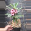plant/252. Adenium arabicum hybrid in 1 gallon-0-thumbnail