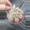 plant/58. Copiapoa humilis in 4"-0-thumbnail
