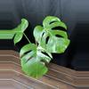 plant/Monstera Albo-0-thumbnail