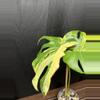 plant/Monstera Pom Pom-1-thumbnail