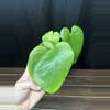 plant/Monstera Silver Star-0-thumbnail