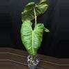 plant/Philodendron El Choco x Var. Billie-1-thumbnail