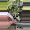 plant/PL270: Lacunosa Zebra Skin-0-thumbnail