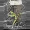 plant/Epipremnum Blizzard Variegated TC Grower's Choice-2-thumbnail